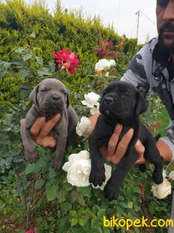 Cane Corsa Orjinal Irk Köpek Yavrularımız 2