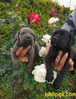 Cane Corsa Orjinal Irk Köpek Yavrularımız 4