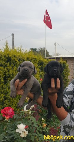 Cane Corsa Orjinal Irk Köpek Yavrularımız 3