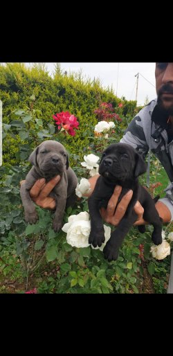 Blue-siyah Cane Corsa Yavrular 2