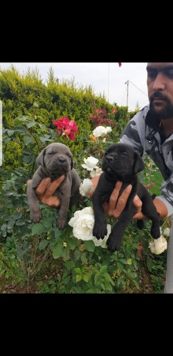 Blue-siyah Cane Corsa Yavrular 1