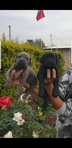Blue-siyah Cane Corsa Yavrular 4