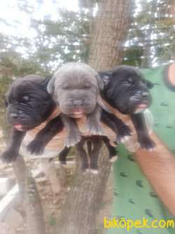 CANE CORSA YAVRULAR 3