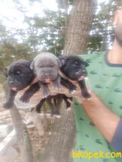 CANE CORSA YAVRULAR 5