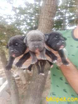 CANE CORSA YAVRULAR 4