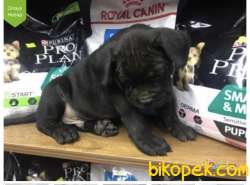 CANE CORSA YAVRULAR 1