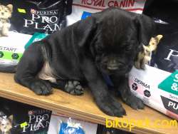 CANE CORSA YAVRULAR 3