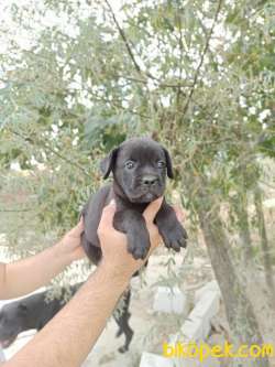 CANE CORSA YAVRULAR 1