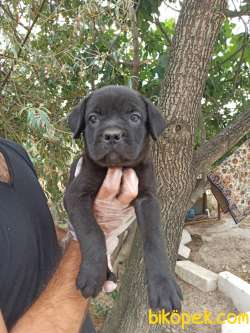 CANE CORSA YAVRULAR 3