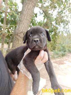 CANE CORSA YAVRULAR 4