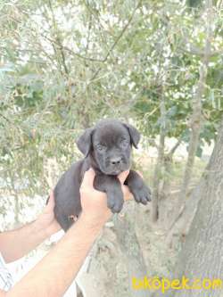 CANE CORSA YAVRULAR 2