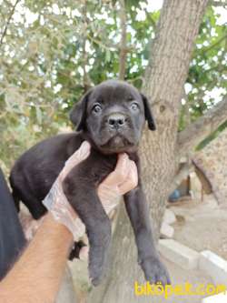 CANE CORSA YAVRULAR 5