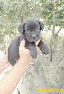 CANE CORSA YAVRULAR 2