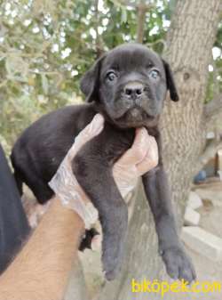 CANE CORSA YAVRULAR 3