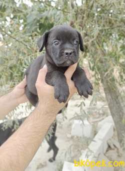 CANE CORSA YAVRULAR 1