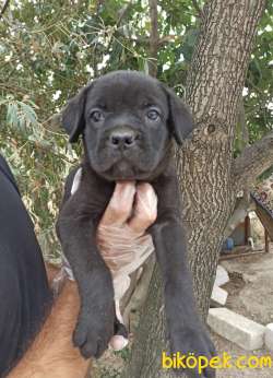 CANE CORSA YAVRULAR 2