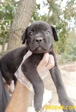 CANE CORSA YAVRULAR 3