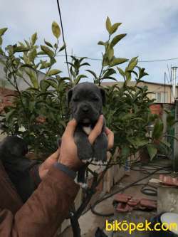CANE CORSA YAVRULAR 2