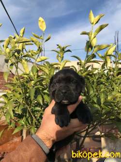 CANE CORSA YAVRULAR 1