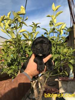CANE CORSA YAVRULAR 3