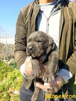 CANE CORSA YAVRULAR 3