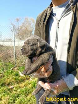 CANE CORSA YAVRULAR 2