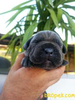 CANE CORSA YAVRULAR 3