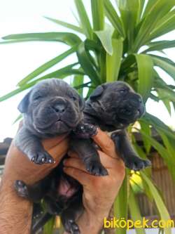 Cane Corsa Yavrular 1