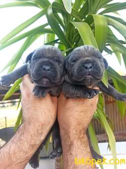 Cane Corsa Yavrular 2