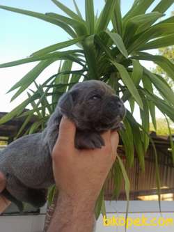 Cane Corsa Yavrular 2