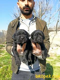 Cane Corsa Yavrular 4