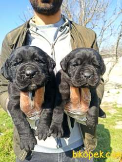 Cane Corsa Yavrular 5
