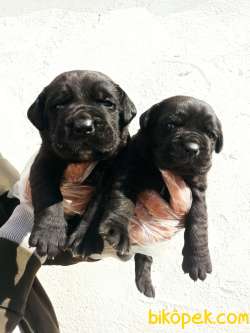 Cane Corsa Yavrular 3