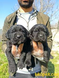 Cane Corsa Yavrular 4