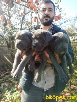 CANE CORSA YAVRULAR 3
