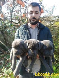 CANE CORSA YAVRULAR 1