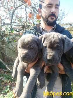 CANE CORSA YAVRULAR 2