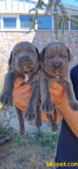Cane Corsa Yavrular 2