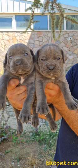 Cane Corsa Yavrular 1