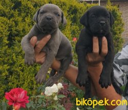 Cane Corsa Yavrular Üretim Çiftliği 2