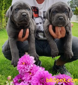 Cane Corsa Yavrular Üretim Çiftliği 1
