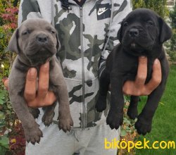 Cane Corsa Yavrular Üretim Çiftliği 3