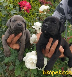 Cane Corsa Yavrular Üretim Çiftliği 5