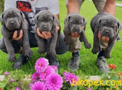 Cane Corsa Yavrular Üretim Çiftliği 4