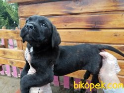 Cane Corsa Yavruları 5