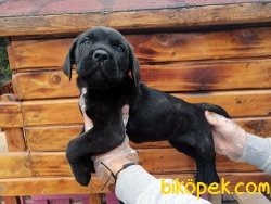 Cane Corsa Yavruları 2