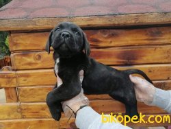 Cane Corsa Yavruları 1