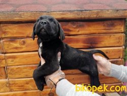 Cane Corsa Yavruları 3