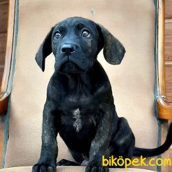 CANE CORSA YAVRULARI 2