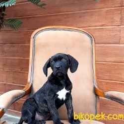CANE CORSA YAVRULARI 1
